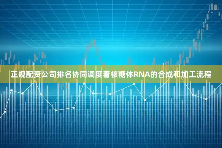 正规配资公司排名协同调度着核糖体RNA的合成和加工流程